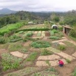 Ecologia de Insetos, Fitopatógenos e Ervas Espontâneas em Agroecossistemas