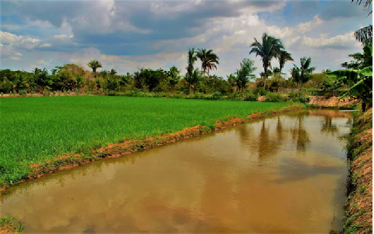 8º DIA DE CAMPO DE RIZIPISCICULTURA E SISTEMAS  AGROFLORESTAIS COM SABIÁ