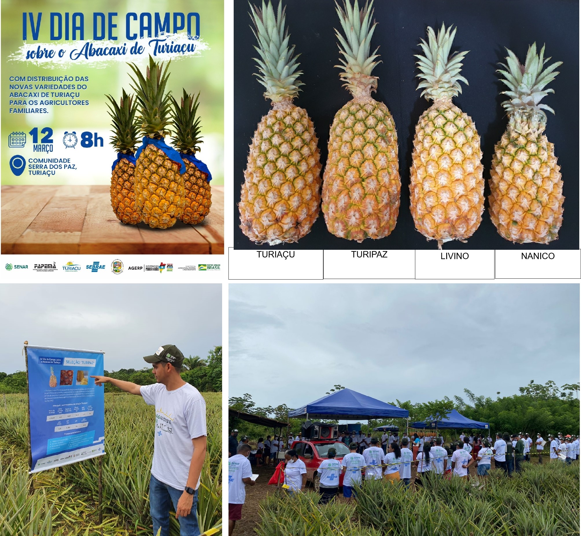 IV DIA DE CAMPO DE ABACAXI TURIAÇU